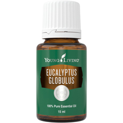 Eucalyptus Globulus essentiel olie